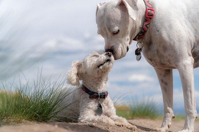 Conseils pour élever des chiots