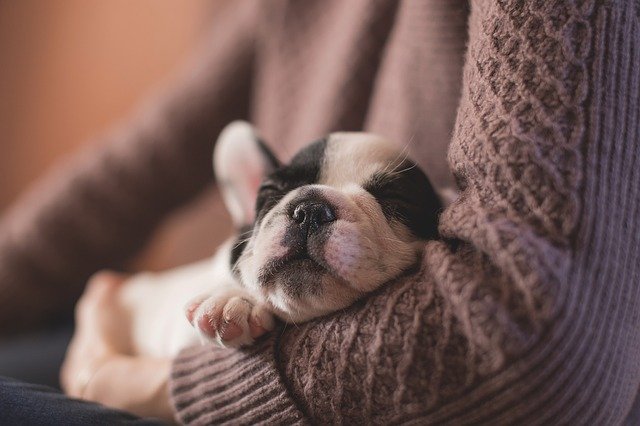 Comment choisir la taille d’un panier pour chien ?