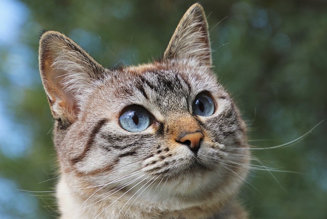 Les meilleurs accessoires pour votre chat : conseils et astuces