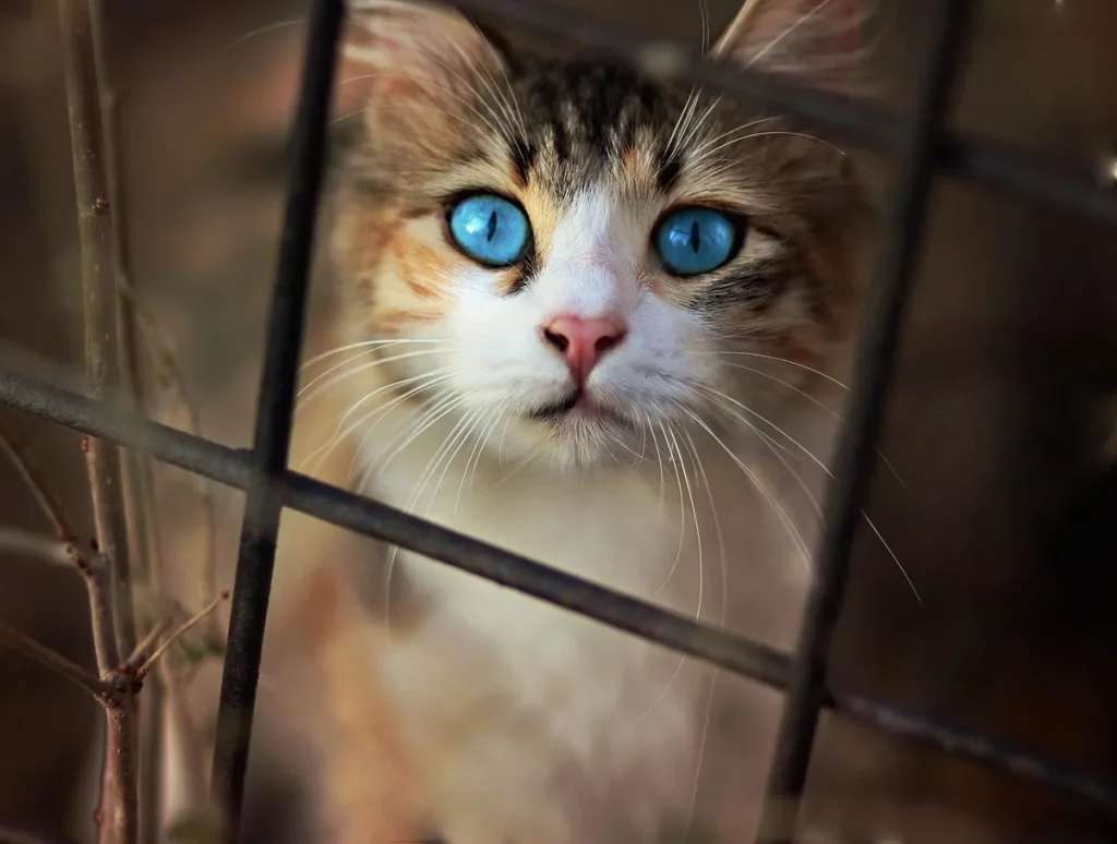 Collectif Miaupaw, l’atelier local qui socialise les chatons