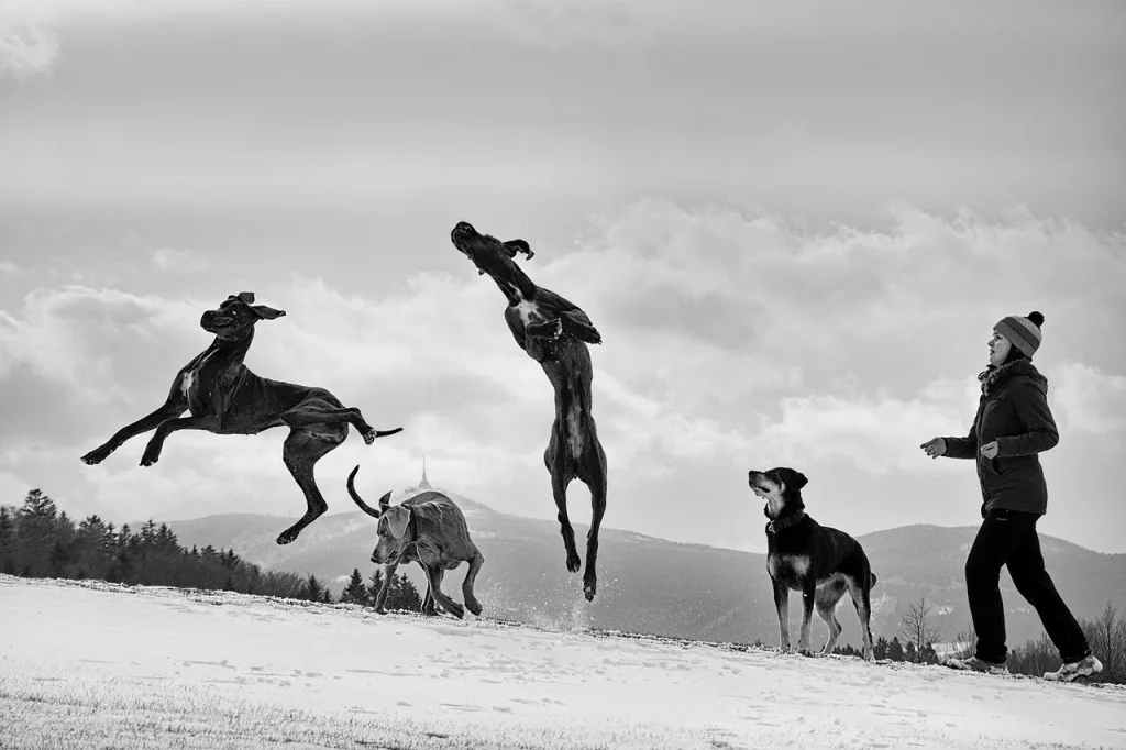 L'éducation canine : conseils pratiques pour une cohabitation sereine