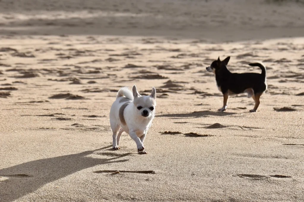 Les étapes pour éduquer votre chien avec Chiots Elevage Annaoned
