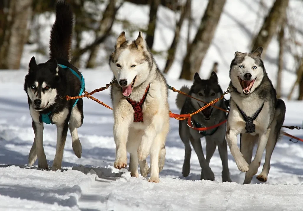 Réponses aux questions fréquentes sur l'éducation canine