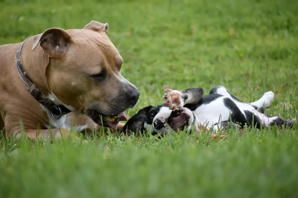 Questions fréquentes sur l'éducation canine dans un cadre sportif