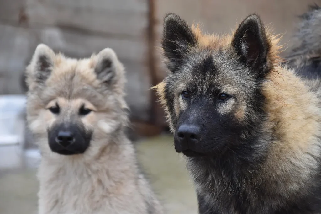 5 façons d'améliorer le quotidien de votre chien à la maison