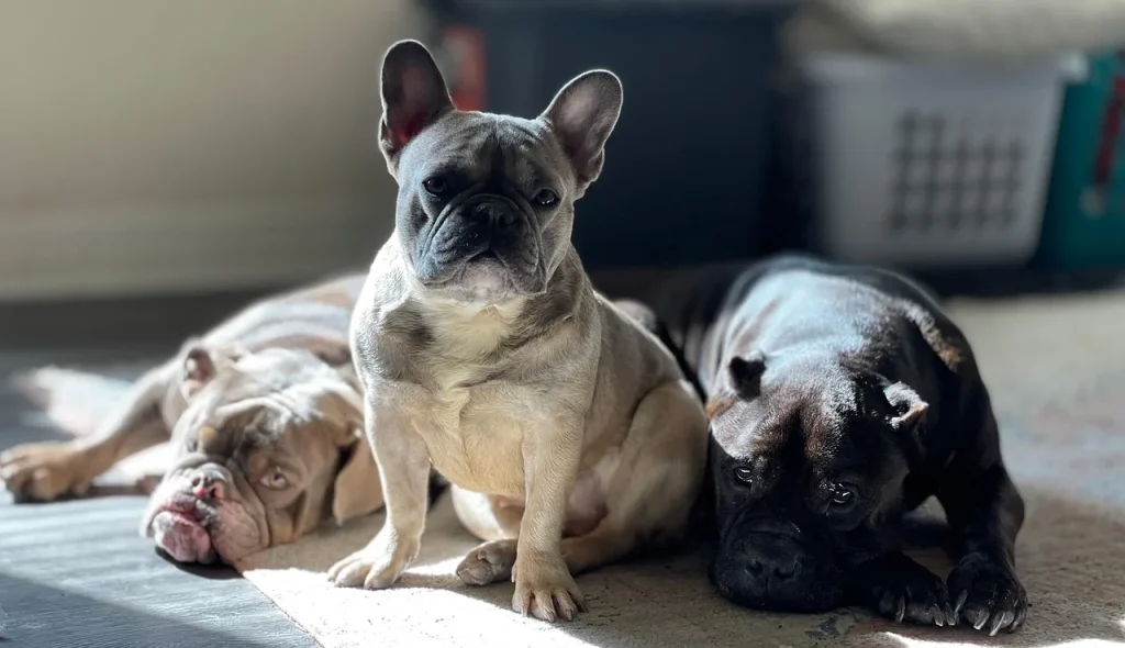 Guide pratique pour un quotidien heureux avec votre chien