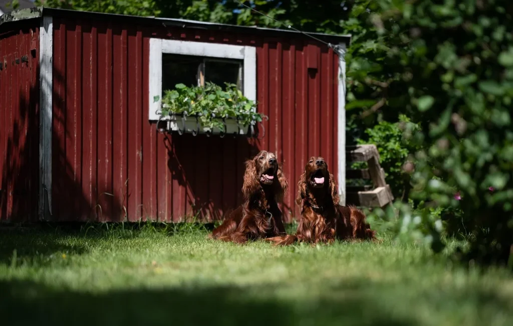 5 façons d'assurer une bonne santé canine au quotidien