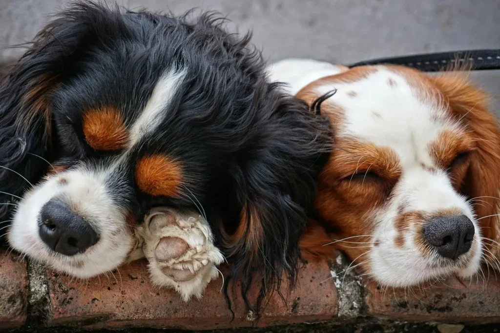 FAQ : Quelles sont les meilleures routines quotidiennes pour les chiens ?