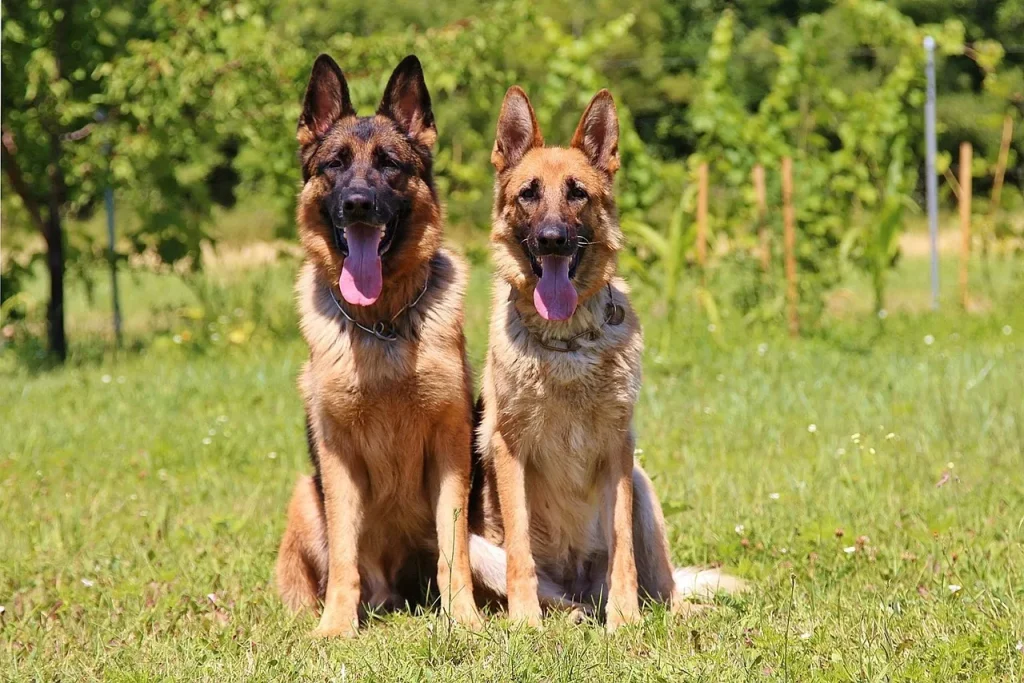 Les essentiels pour une vie quotidienne épanouie avec votre chien